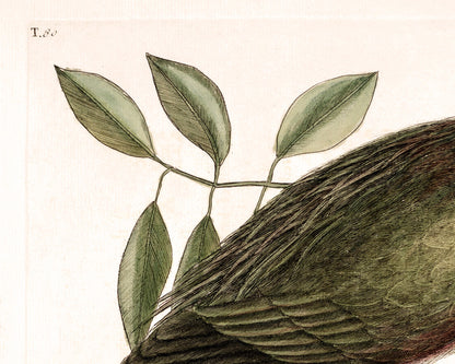 Eurasian Bittern | 18th Century