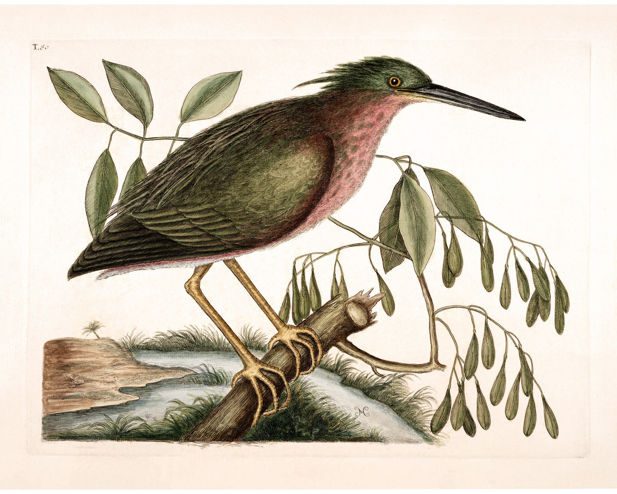 Eurasian Bittern | 18th Century