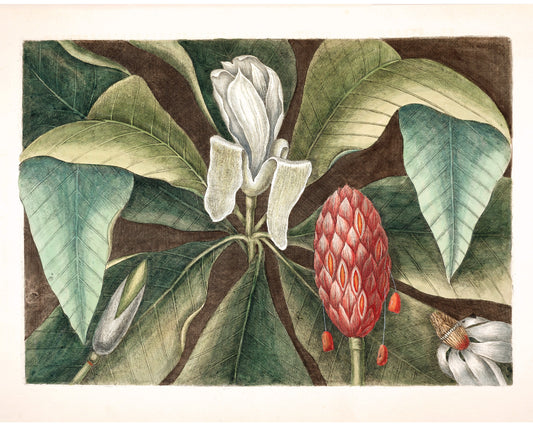 The Magnolia Laurel tree of Carolina | 18th Century