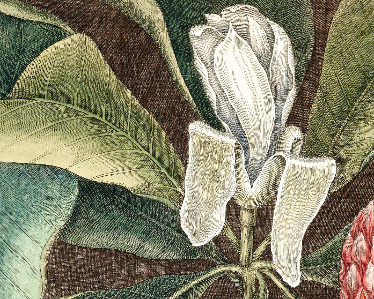 The Magnolia Laurel tree of Carolina | 18th Century