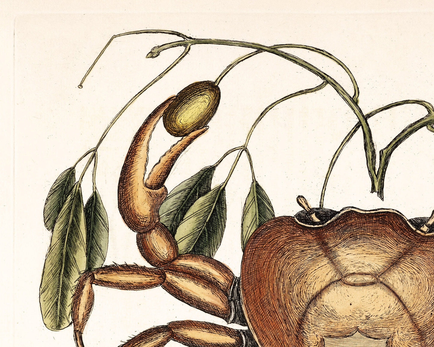 Crab and Tapia Plant | 18th Century
