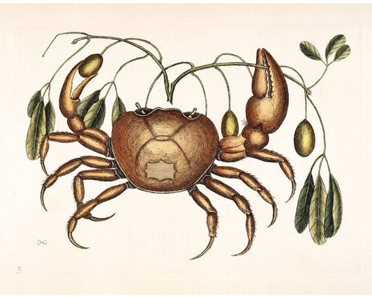 Crab and Tapia Plant | 18th Century