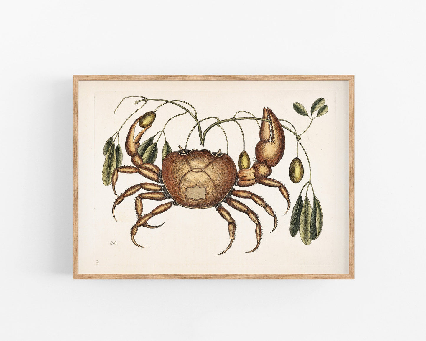 Crab and Tapia Plant | 18th Century