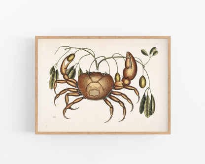 Crab and Tapia Plant | 18th Century
