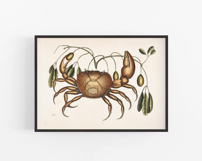Crab and Tapia Plant | 18th Century