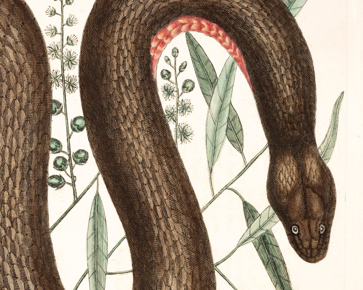 Copper Bellied Snake | 18th Century