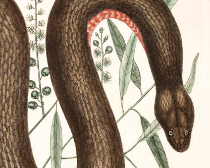 Copper Bellied Snake | 18th Century