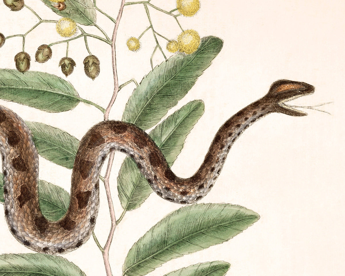 Viper Snake and Acacia Plant | 18th Century
