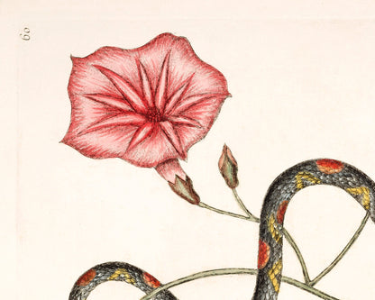 Bead Snake and Virginian Potato Plant | 18th Century
