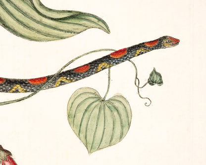 Bead Snake and Virginian Potato Plant | 18th Century