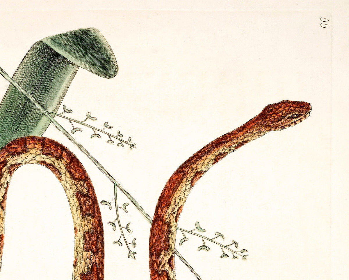 Corn Snake & Plant | 18th Century