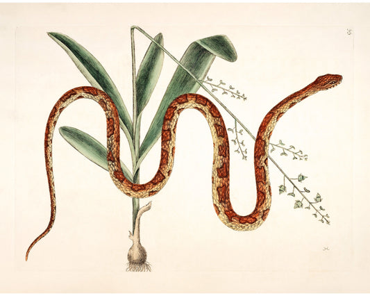 Corn Snake & Plant | 18th Century