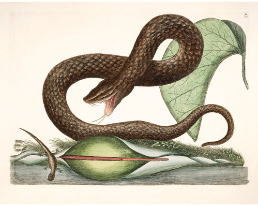 Viper Snake and Arum Lily | 18th Century