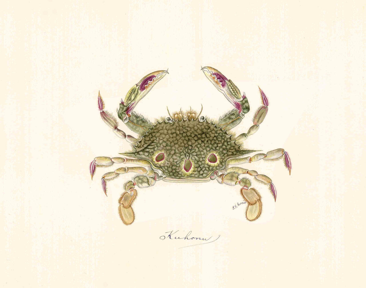 Kuhonu Crab | 1900