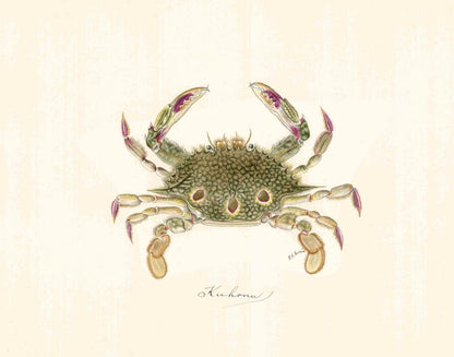 Kuhonu Crab | 1900