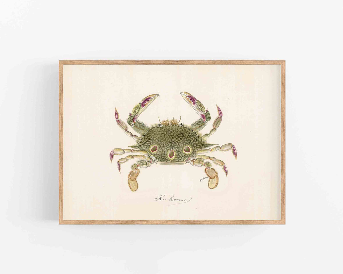 Kuhonu Crab | 1900
