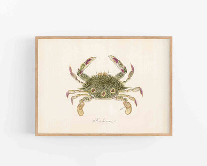 Kuhonu Crab | 1900