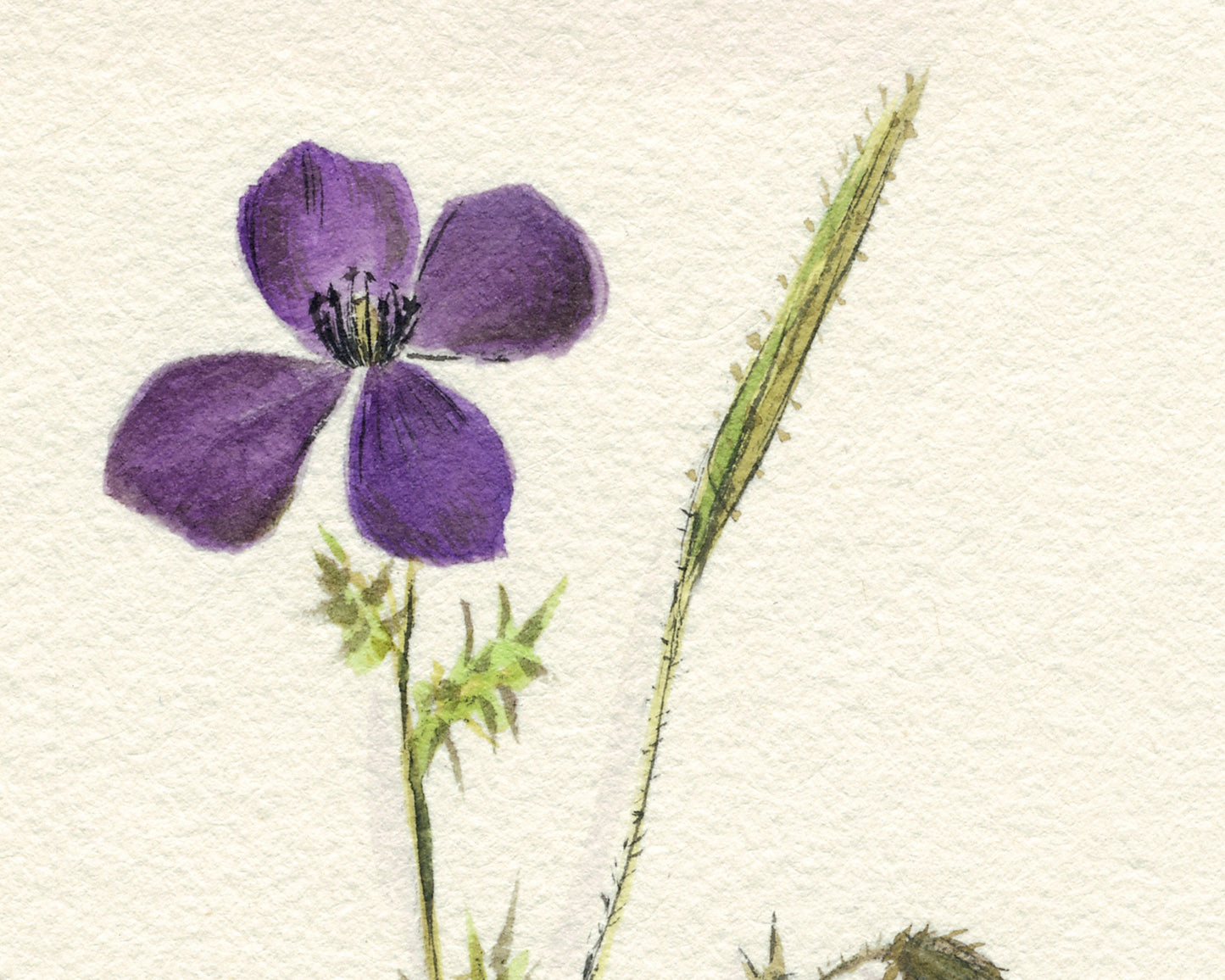 Tulip, Woodruff and Poppies | 1931