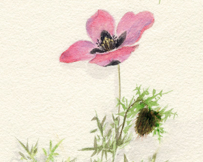 Tulip, Woodruff and Poppies | 1931