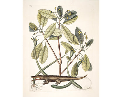 American Alligator | 18th Century