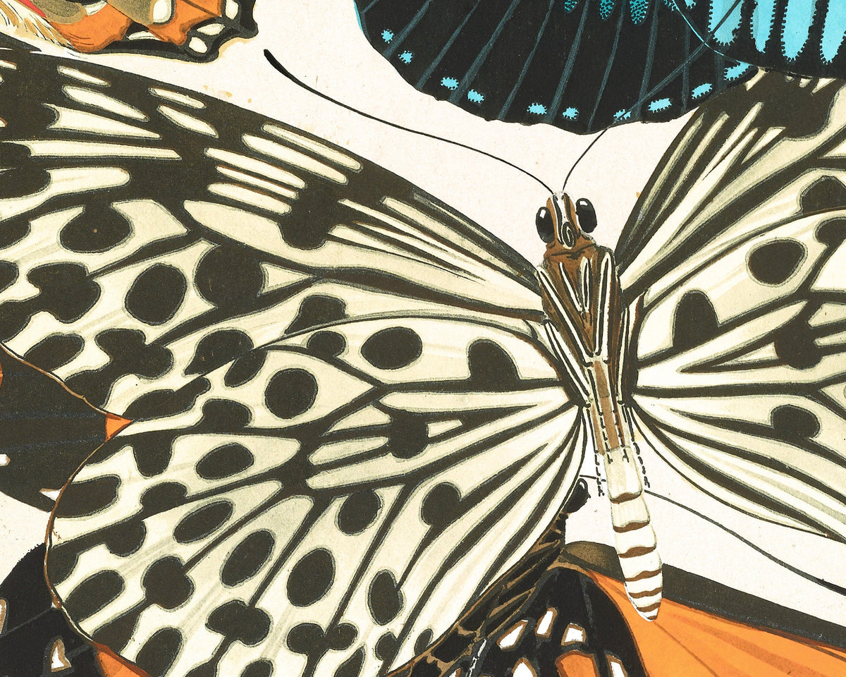 Butterflies | 1925