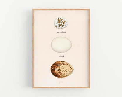 Coloured Illustrations of British Birds and Their Eggs | 1842