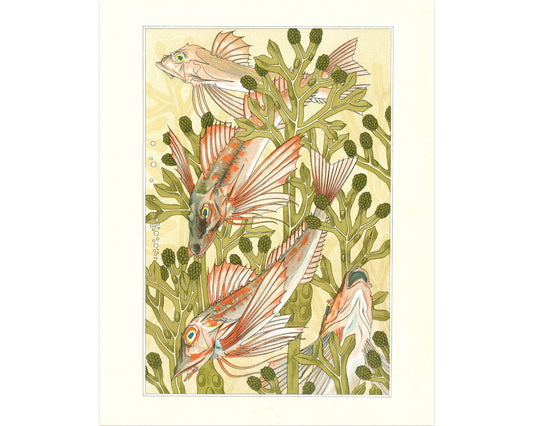 Red Mullet | 1897