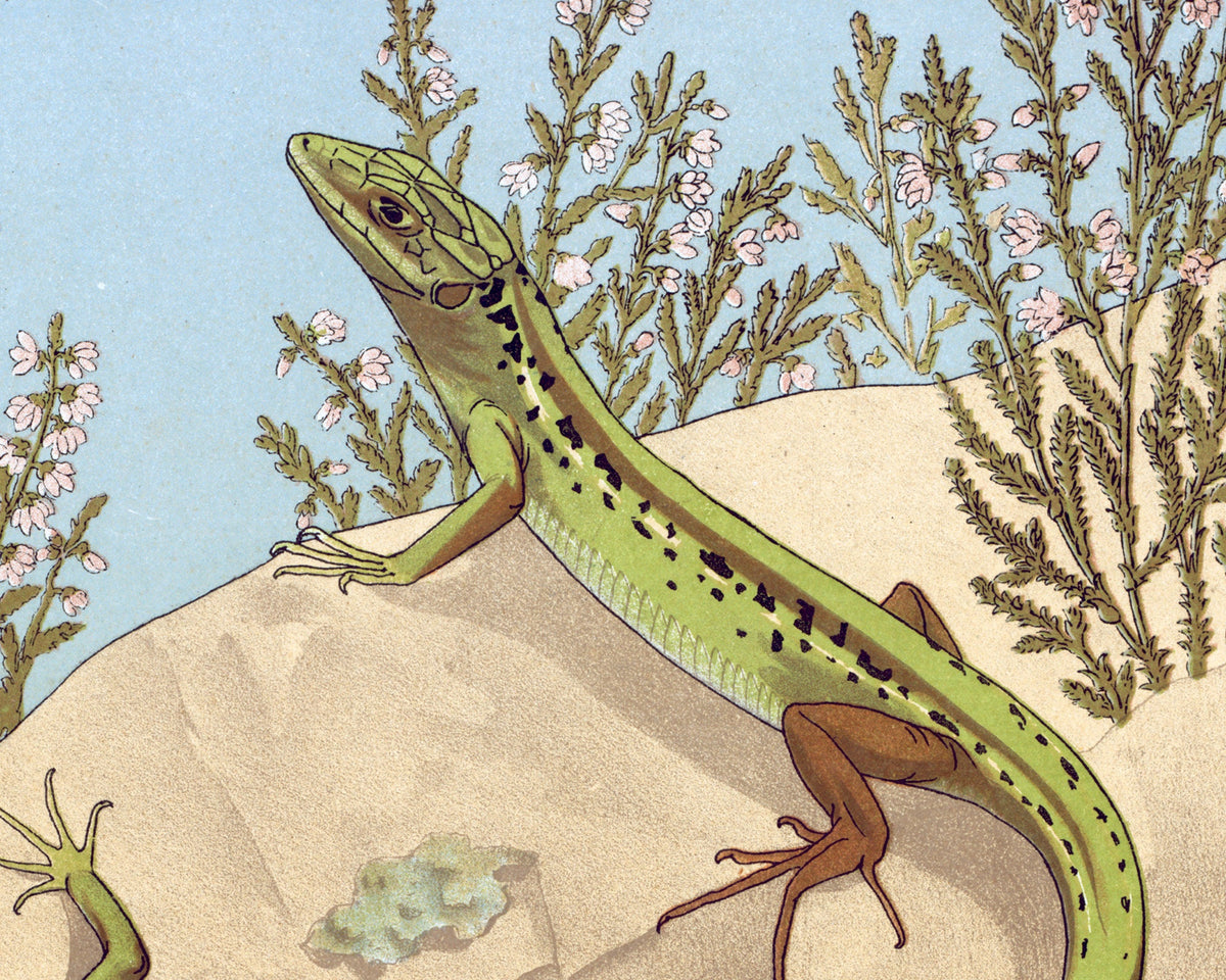 Lizard | 1897