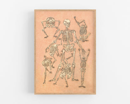 Front of skeletons from a sketchbook | 19th Century