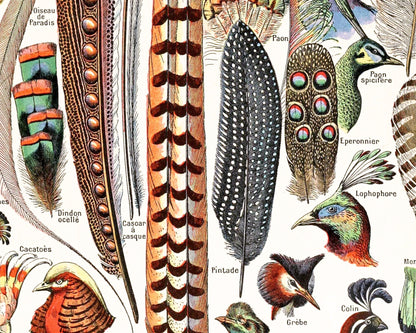Feathers, from the Le Larousse Dictionary | 1909