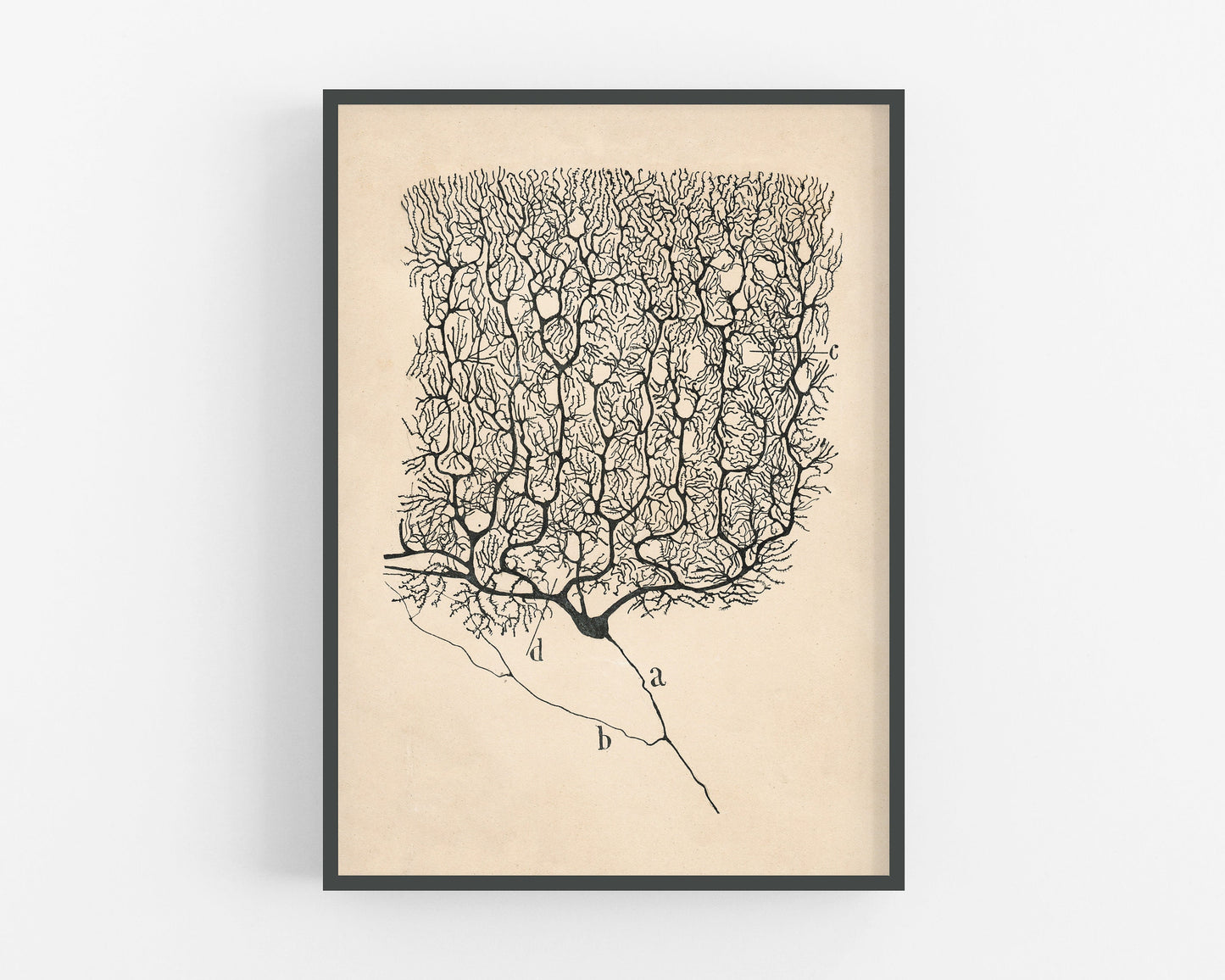 Purkinje Neuron of a Human Cerebellum | 1899