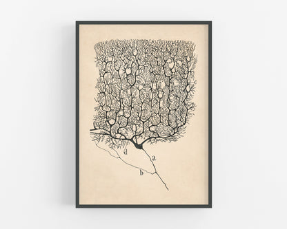 Purkinje Neuron of a Human Cerebellum | 1899