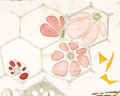 Anatomia Vegetal | Cell Organelles and Cytoplasm from Plant Anatomy | 1929