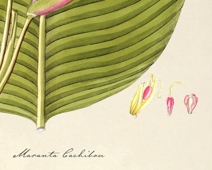 Maranta Cachibou | 1809
