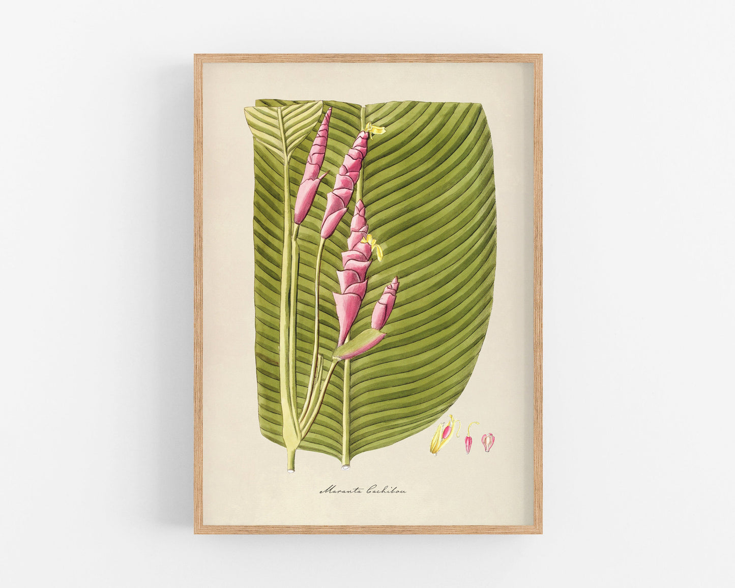 Maranta Cachibou | 1809