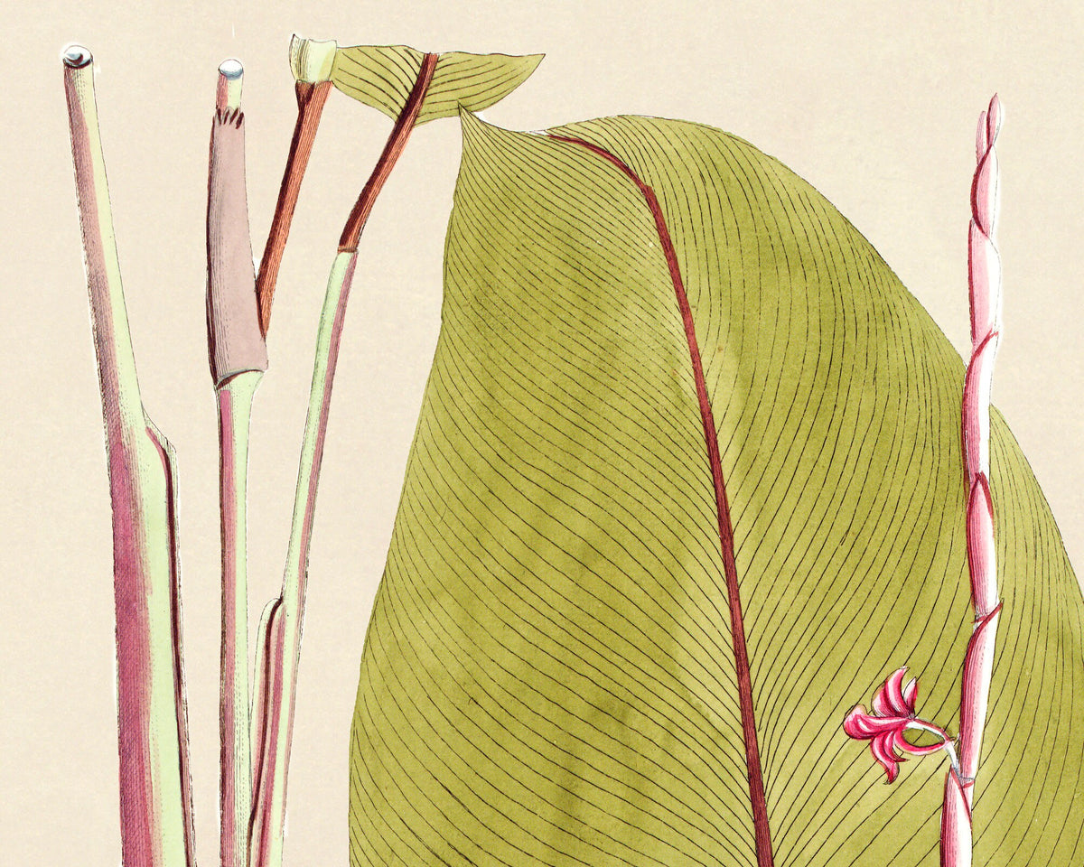 Prayer Plant | 1809