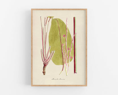 Prayer Plant | 1809