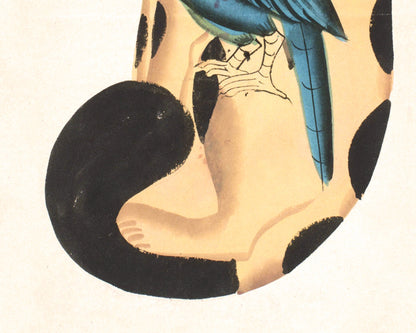 Kalighat Cat "Holding" a Parrot | 19th Century