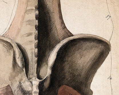 The Muscles and Bones of the Pelvis and Thighs | 1815