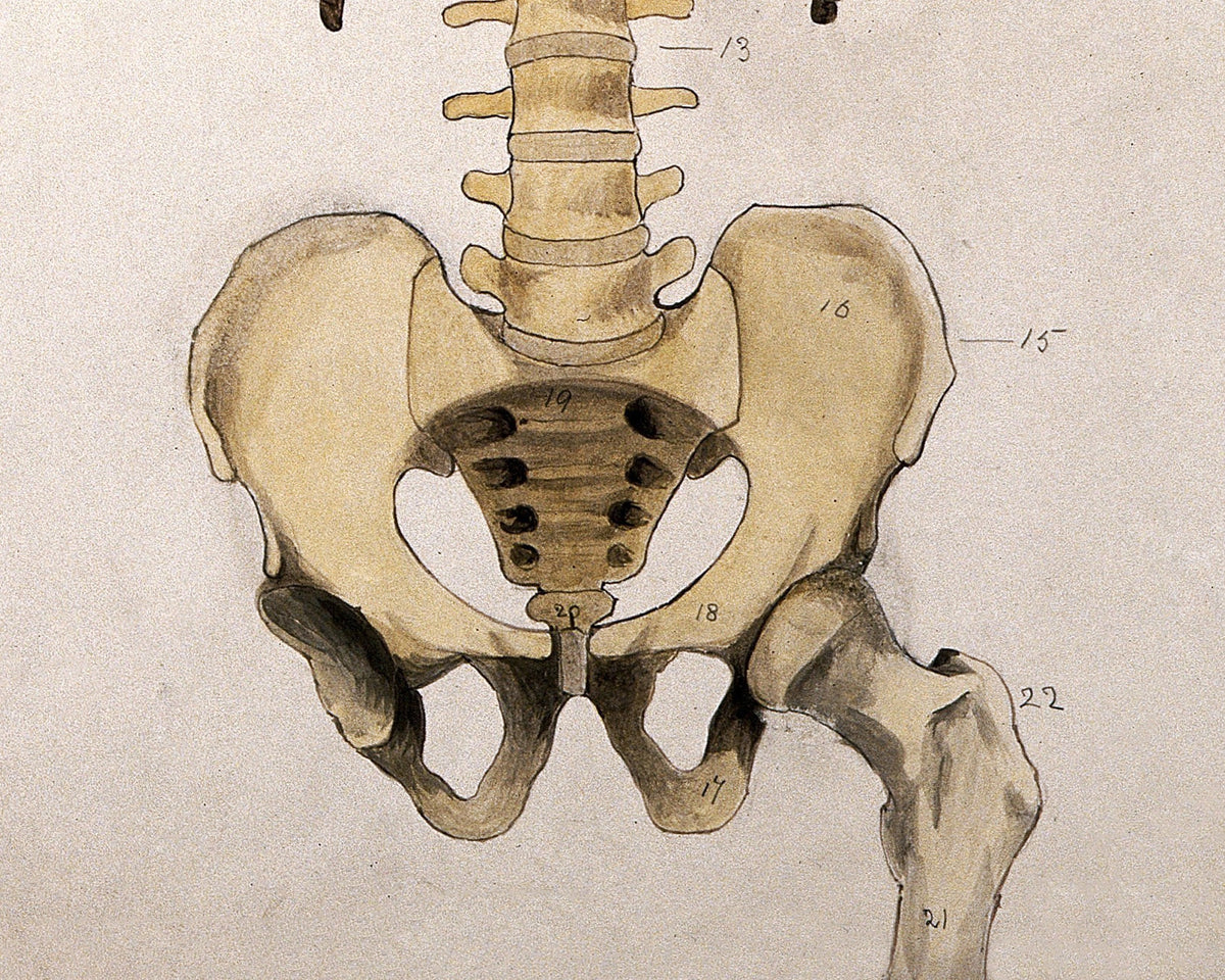 Bones of the Trunk and Pelvis: Front View | 1880