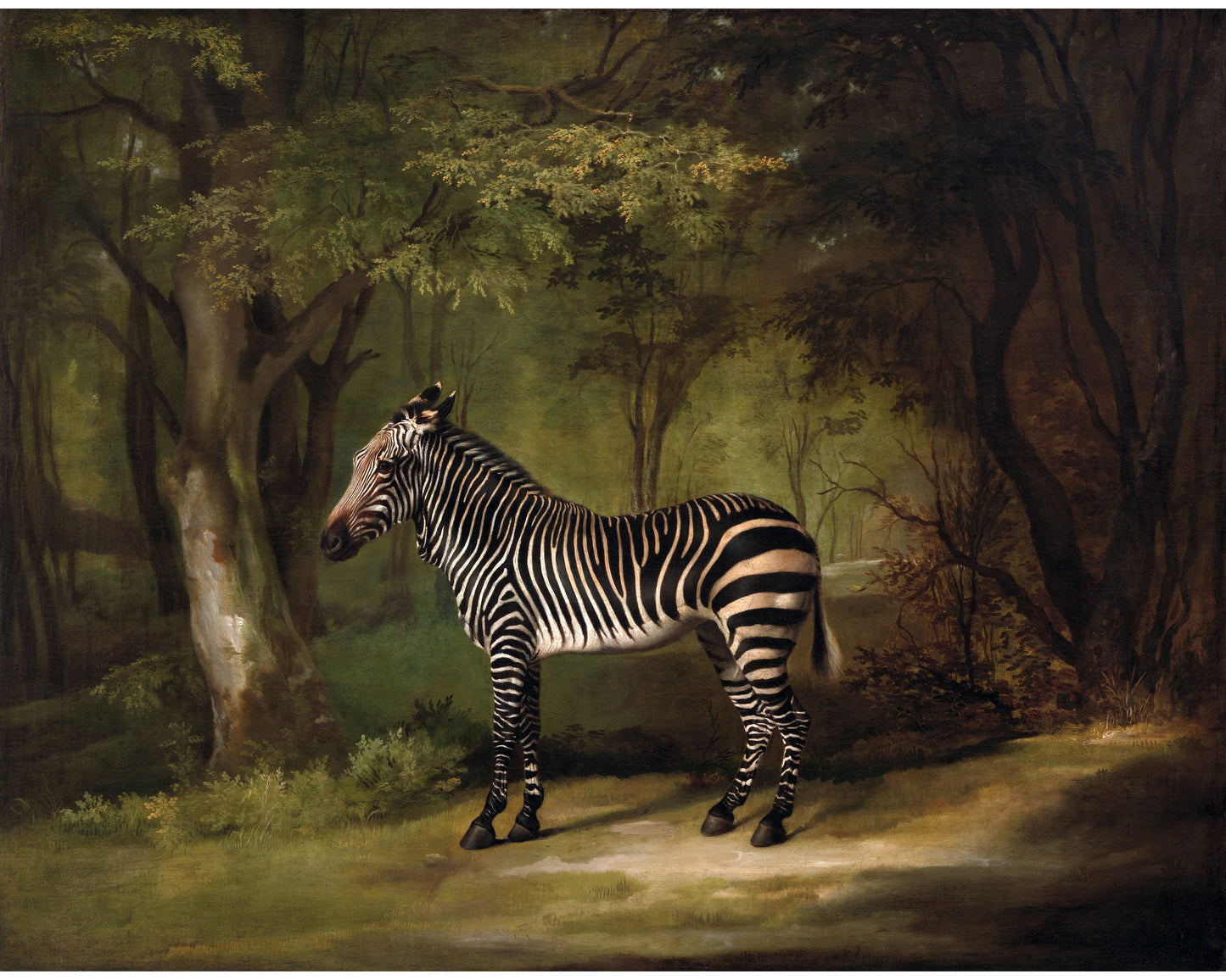 Zebra in a Jungle | 1763