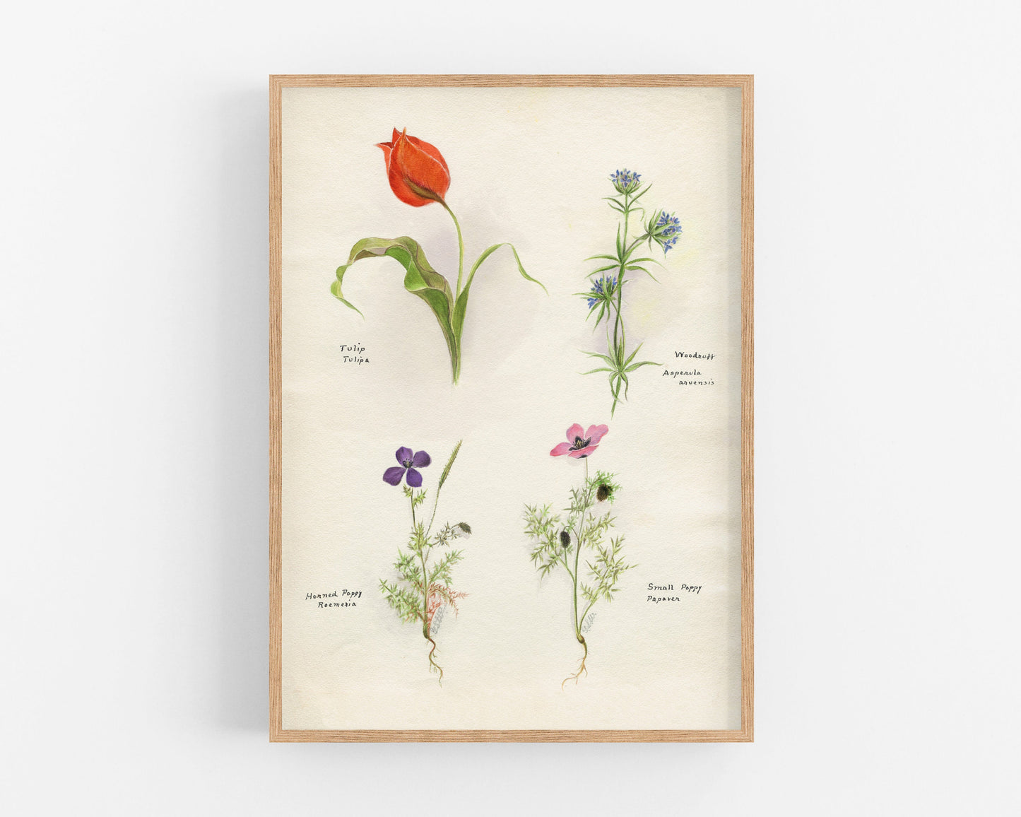 Tulip, Woodruff and Poppies | 1931
