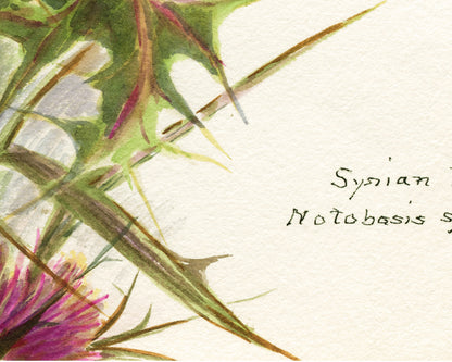 Syrian Thistle | 1931