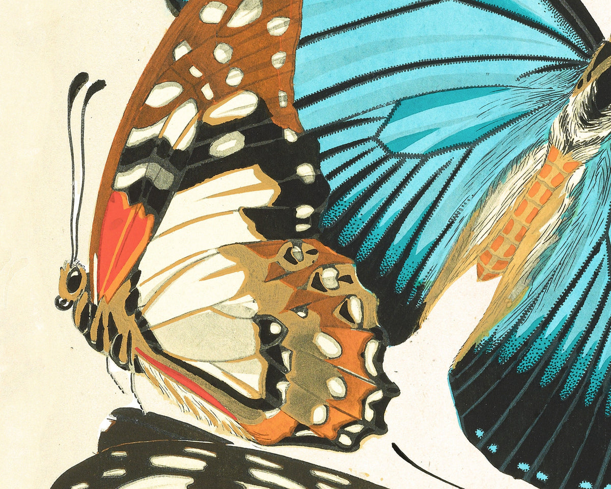 Butterflies | 1925