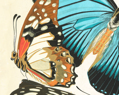Butterflies | 1925