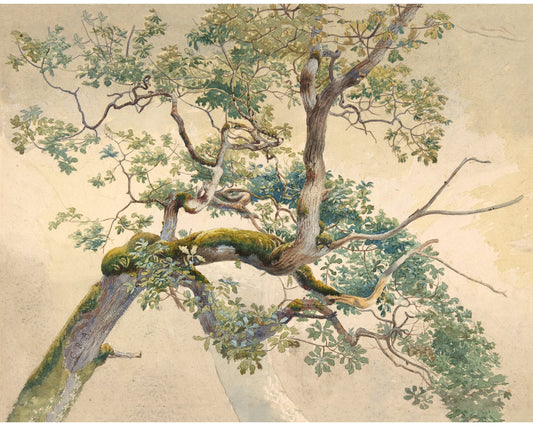 Tree Branches | 19th Century