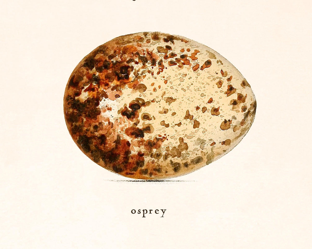 Coloured Illustrations of British Birds and Their Eggs | 1842
