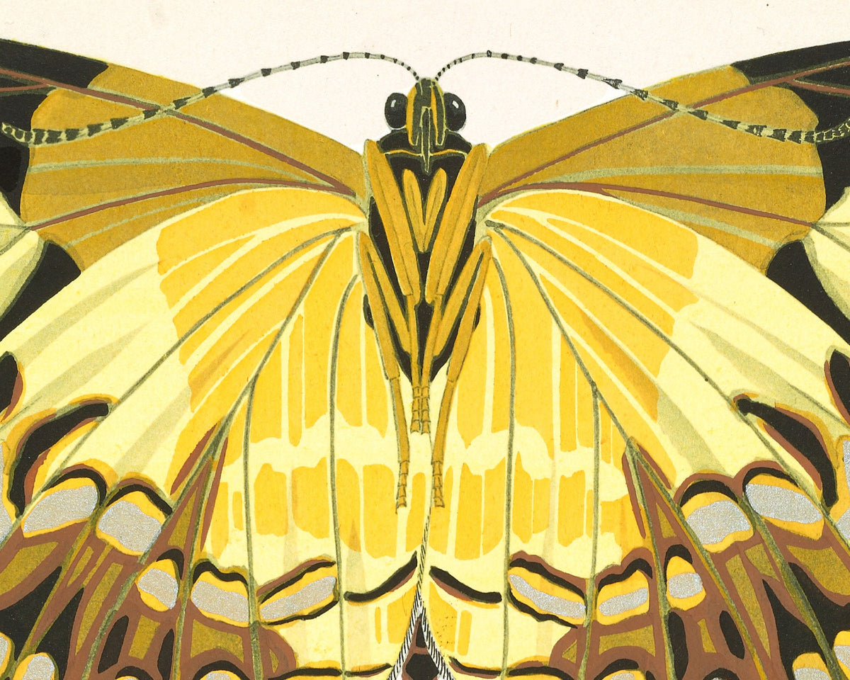 Butterflies | 1925