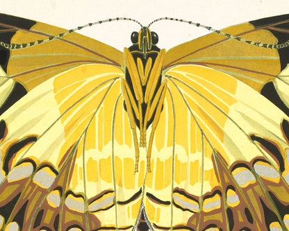 Butterflies | 1925