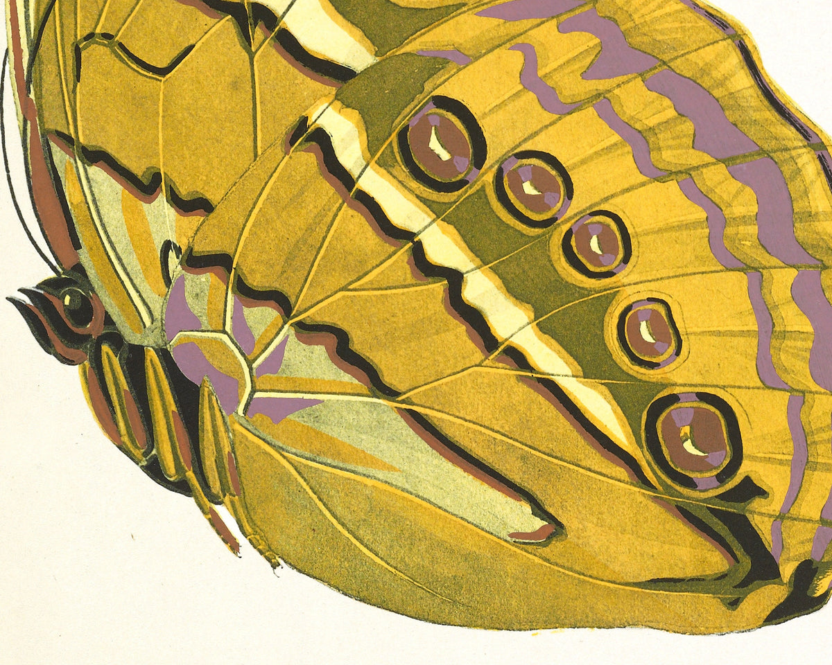 Butterflies | 1925